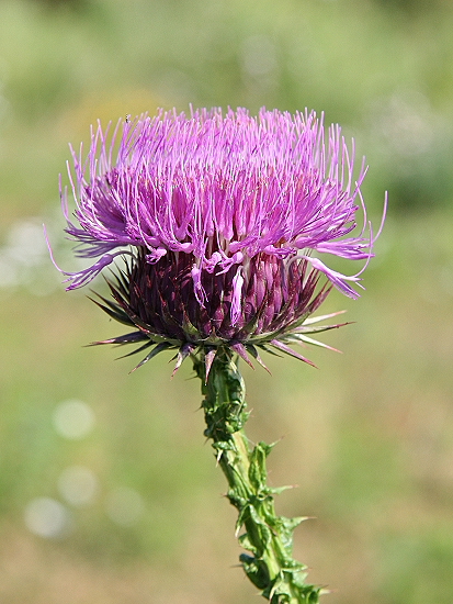 Onopordum illyricum / Onopordo maggiore